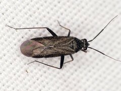 Orthocephalus saltator