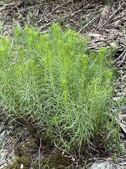 Vernonia lettermannii