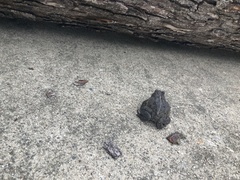 Anaxyrus americanus