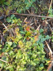 Drosera auriculata