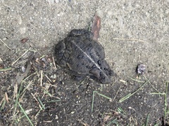 Anaxyrus americanus