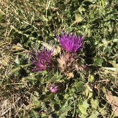 Cirsium acaule