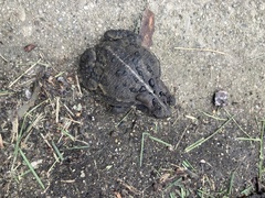 Anaxyrus americanus