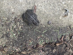 Anaxyrus americanus