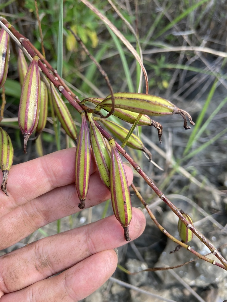 Taiwan Ground Orchid