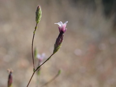 Lessingia micradenia micradenia