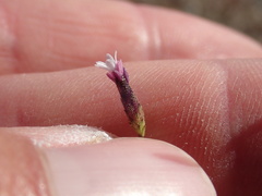 Lessingia micradenia micradenia