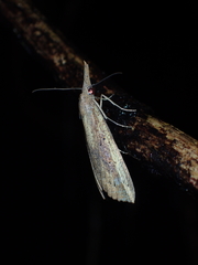 Hypena longipennis