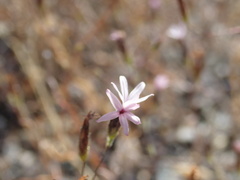 Lessingia micradenia micradenia