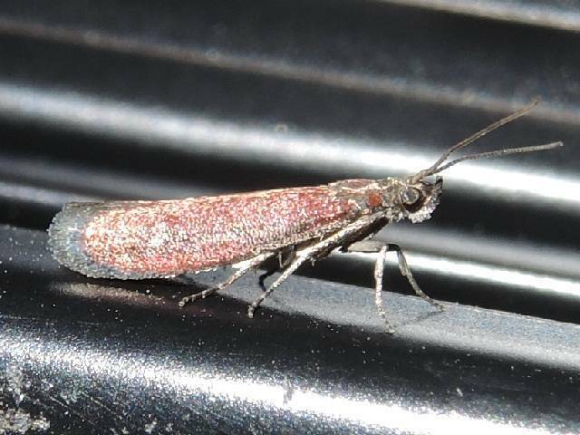 Rusty Varneria Moth in July 2022 by privatenoaccess · iNaturalist