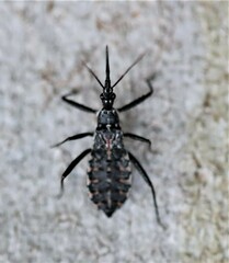 Piestolestes obscurus