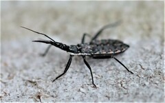 Piestolestes obscurus