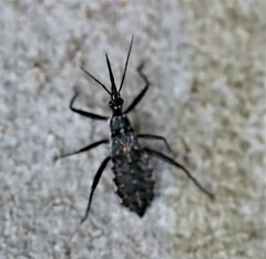 Piestolestes obscurus