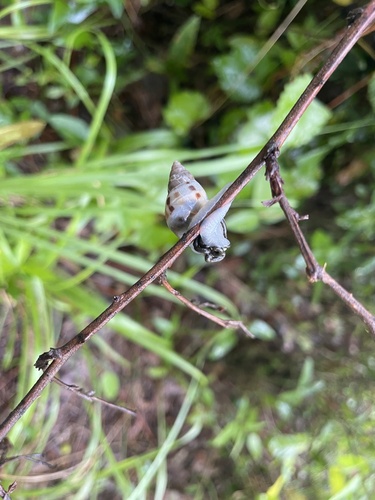 Drymaeus dormani image
