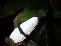 Vamuna alboluteola