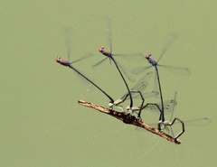 Neoneura aaroni