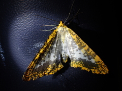 Epobeidia lucifera extranigricans