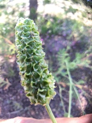 Sanguisorba occidentalis