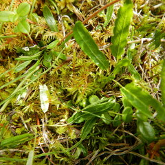 Dryas integrifolia sylvatica