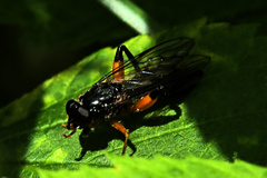 Chalcosyrphus vecors