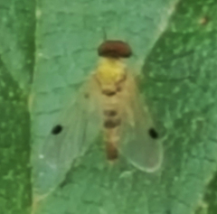 Chrysopilus modestus