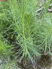Vernonia lettermannii