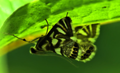 Neocataclysta magnificalis