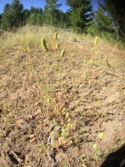 Sanguisorba occidentalis