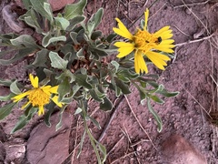 Gaillardia spathulata