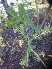 Sanguisorba occidentalis
