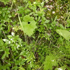 Salix myrtillifolia