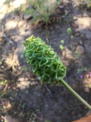 Sanguisorba occidentalis