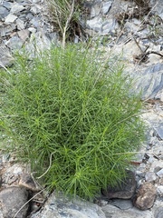 Amsonia hubrichtii