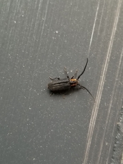 Eupogonius subarmatus