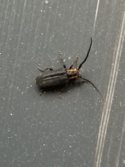 Eupogonius subarmatus