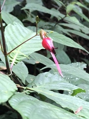 Stenostephanus