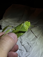 Cnemidophyllum lineatum