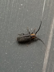 Eupogonius subarmatus