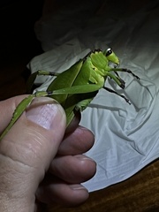 Cnemidophyllum lineatum