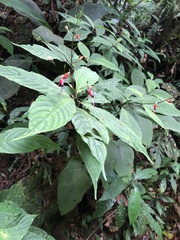 Stenostephanus