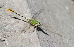 Erpetogomphus crotalinus