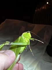 Cnemidophyllum lineatum