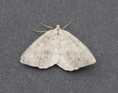 Macaria loricaria