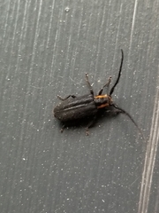 Eupogonius subarmatus