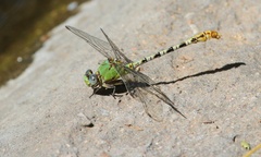 Erpetogomphus crotalinus