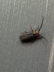 Eupogonius subarmatus