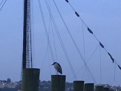 Nycticorax nycticorax