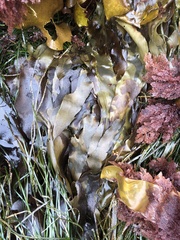 Desmarestia herbacea