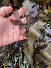 Desmarestia herbacea