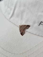 Mellilla xanthometata